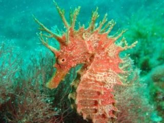Caballito de mar